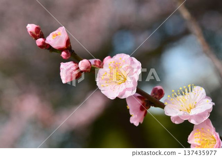Plum blossoms (red plum) 137435977