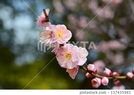 Plum blossoms (red plum) 137435981