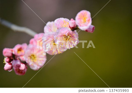 梅花（紅梅） 137435993