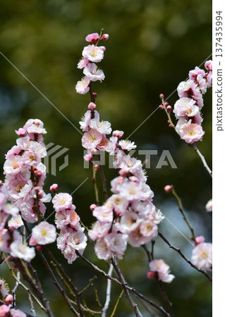 梅花（紅梅） 137435994