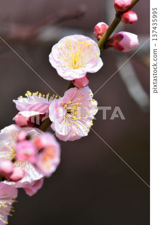 梅花(紅梅) 梅花(紅梅) 137435995