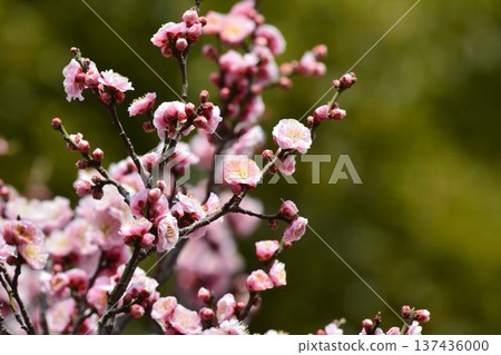 梅花（紅梅） 137436000