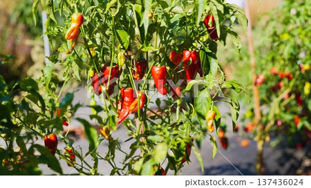 Red chili peppers growing on plants in organic garden Red chili peppers growing on plants in organic garden 137436024