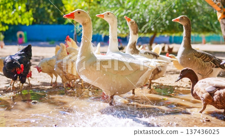 Geese, ducks and chickens wading in farm water Geese, ducks and chickens wading in farm water 137436025