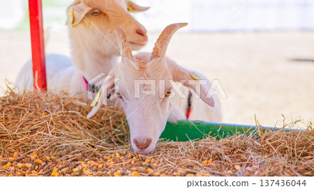 White goats eating hay and feed at rural farm White goats eating hay and feed at rural farm 137436044