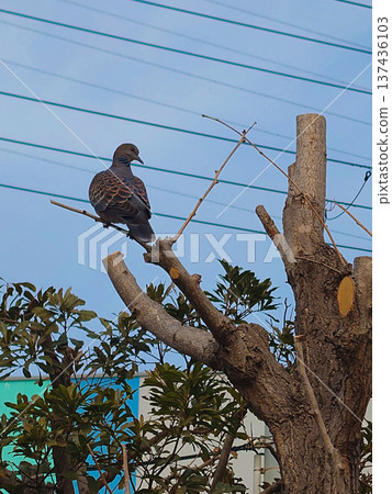 東方斑鳩棲息在鎮上修剪過的樹木上 東方斑鳩棲息在鎮上修剪過的樹木上 137436103