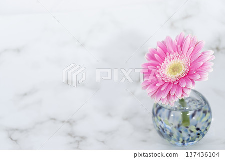 一朵花瓣呈現濃鬱粉紅色的非洲菊，插在一個冷色調的玻璃花瓶中（右圖）。 137436104