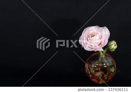 Pale pink ranunculus flowers in a vase floating in the darkness (right) 137436111