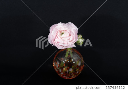 淡粉紅色的毛茛花插在花瓶裡，漂浮在黑暗中（中心位置） 137436112