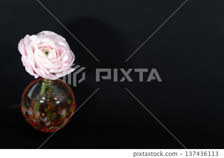 淡粉紅色的毛茛花插在花瓶裡，漂浮在黑暗中（左圖）。 137436113