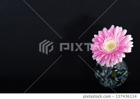 A gerbera flower with rich pink petals placed in a vase floating in the darkness (right) 137436114