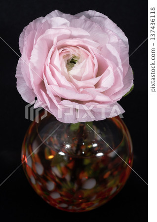 Close-up of a pale pink ranunculus in a warm-colored vase 137436118