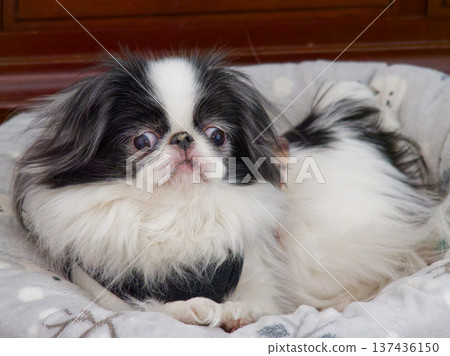 Indoor portrait of a cute Japanese Chin relaxing on the bed Indoor portrait of a cute Japanese Chin relaxing on the bed 137436150