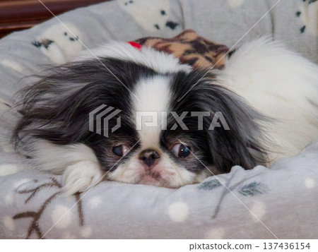 Indoor portrait of a cute Japanese Chin relaxing on the bed Indoor portrait of a cute Japanese Chin relaxing on the bed 137436154