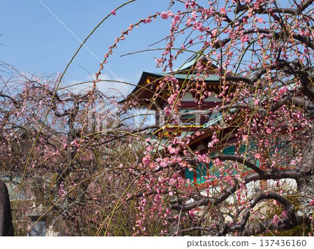 Plum blossoms and Hofu Tenmangu Shrine Plum blossoms and Hofu Tenmangu Shrine 137436160
