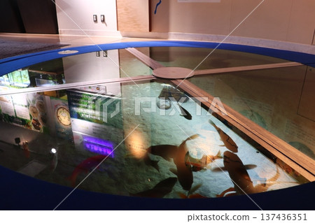 相模川科學博物館 相模原水族館 相模川科學博物館 相模原水族館 137436351