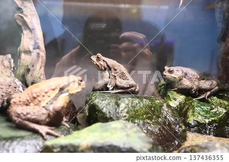 相模川科學博物館 相模原水族館 137436355