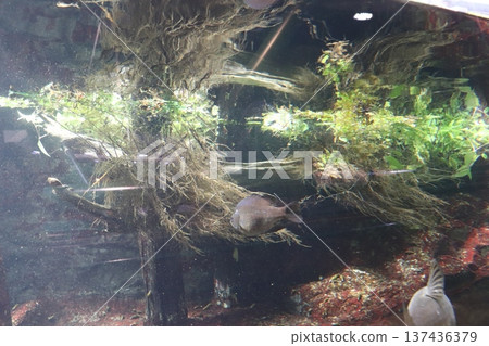 相模川科學博物館 相模原水族館 137436379