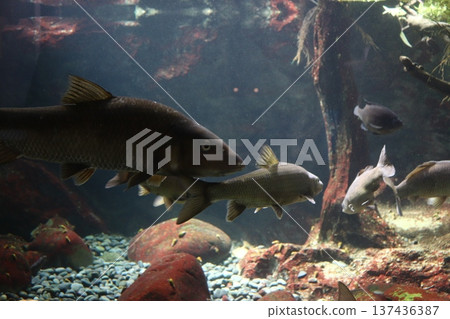 Sagami River Science Museum Aquarium Sagamihara Sagami River Science Museum Aquarium Sagamihara 137436387