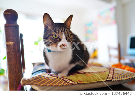 A scene of having fun with a pet cat A scene of having fun with a pet cat 137436443