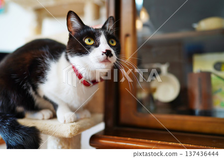 A scene of having fun with a pet cat A scene of having fun with a pet cat 137436444