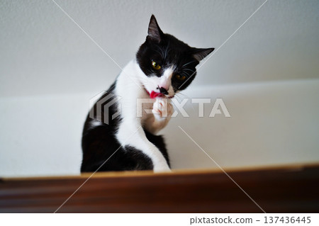 A scene of having fun with a pet cat A scene of having fun with a pet cat 137436445
