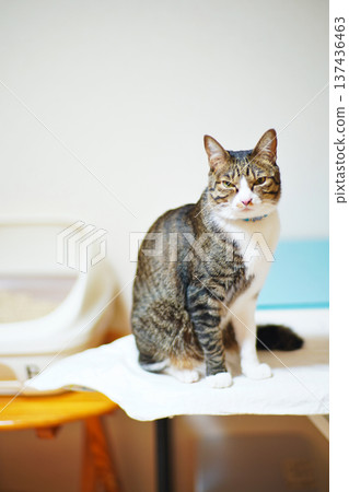 與寵物貓玩耍的場景 與寵物貓玩耍的場景 137436463