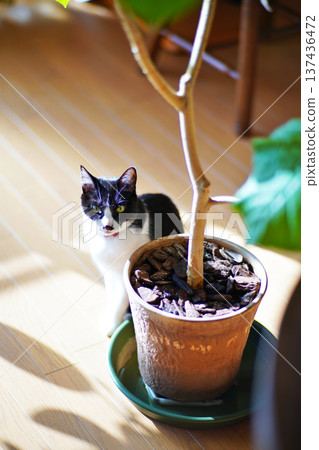 A scene of having fun with a pet cat 137436472