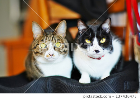A scene of having fun with a pet cat A scene of having fun with a pet cat 137436475