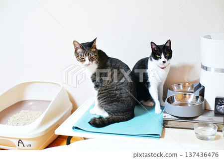 與寵物貓玩耍的場景 137436476