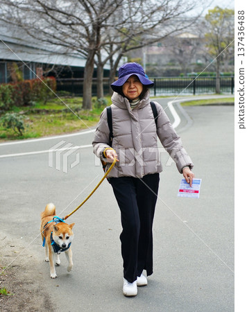 A fun walk with my pet Shiba Inu A fun walk with my pet Shiba Inu 137436488