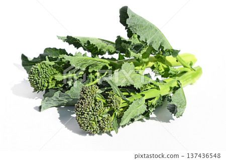 油菜花（阿萊塔） 137436548