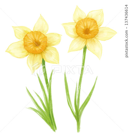 Watercolor hand painted illustration of daffodil flowers 137436614