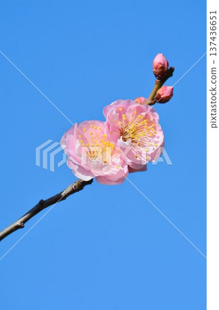 梅花(紅梅) 梅花(紅梅) 137436651