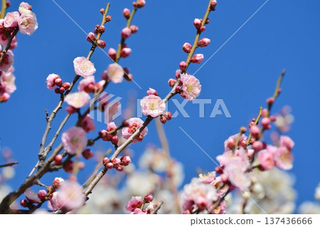梅花（紅梅） 137436666