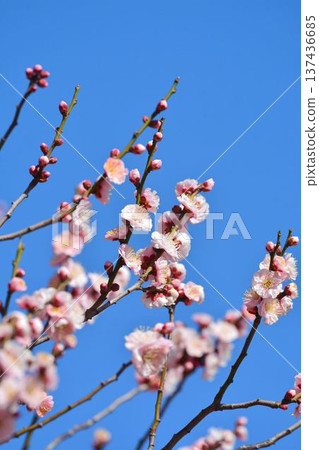 Plum blossoms (red plum) 137436685