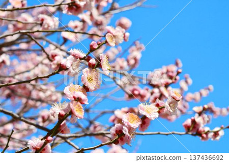梅花(紅梅) 梅花(紅梅) 137436692