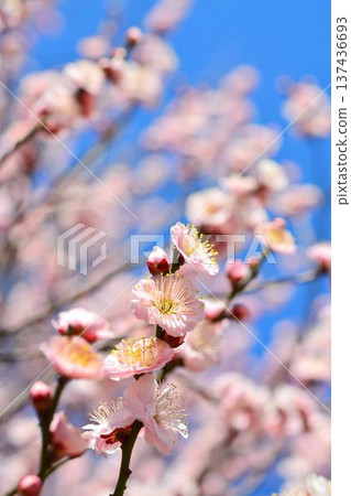 梅花(紅梅) 梅花(紅梅) 137436693