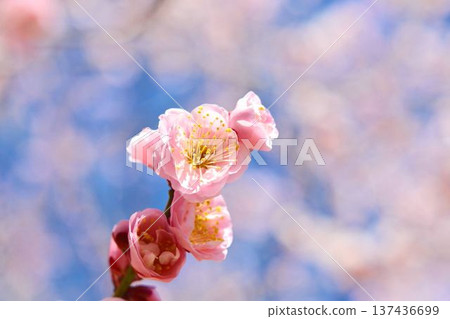 Plum blossoms (red plum) Plum blossoms (red plum) 137436699