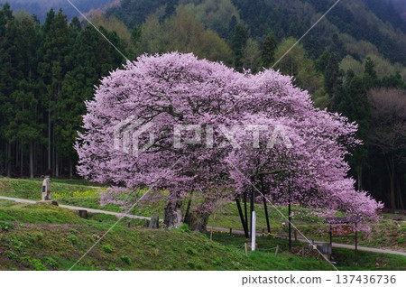 In spring in northern Shinshu, Nagano Prefecture (Takayama Village and Hakuba Village), it seems like late spring has finally arrived, with cherry blossoms and plum blossoms blooming together. In spring in northern Shinshu, Nagano Prefecture (Takayama Village and Hakuba Village), it seems like late spring has finally arrived, with cherry blossoms and plum blossoms blooming together. 137436736