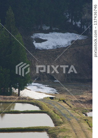 春天，信州北部長野縣（高山村和白馬村）似乎終於迎來了晚春，櫻花和梅花同時盛開。 137436746