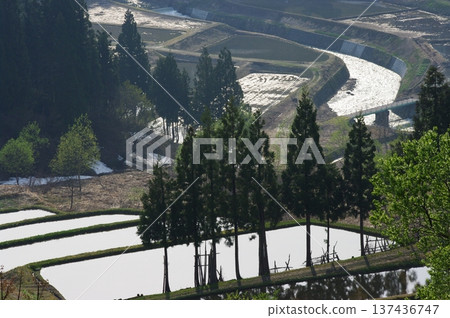 春天，信州北部長野縣（高山村和白馬村）似乎終於迎來了晚春，櫻花和梅花同時盛開。 137436747