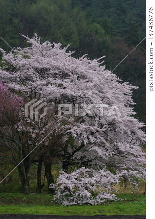 春天，信州北部長野縣（高山村和白馬村）似乎終於迎來了晚春，櫻花和梅花同時盛開。 137436776