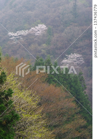 春天，信州北部長野縣（高山村和白馬村）似乎終於迎來了晚春，櫻花和梅花同時盛開。 137436779