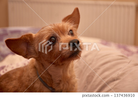 A small, brown-furred dog gazes intently while resting on a cozy bed at home. A small, brown-furred dog gazes intently while resting on a cozy bed at home. 137436910