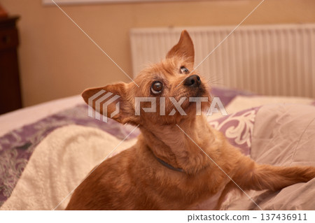 A small, brown-furred dog gazes intently while resting on a cozy bed at home. A small, brown-furred dog gazes intently while resting on a cozy bed at home. 137436911