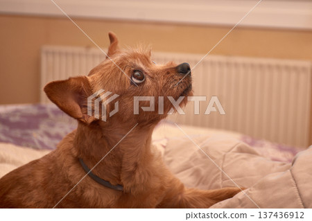 A small, brown-furred dog gazes intently while resting on a cozy bed at home. 137436912