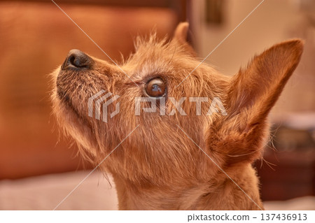 A small, brown-furred dog gazes intently while resting on a cozy bed at home. 137436913