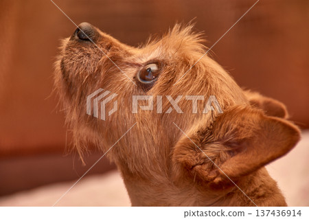A small, brown-furred dog gazes intently while resting on a cozy bed at home. A small, brown-furred dog gazes intently while resting on a cozy bed at home. 137436914