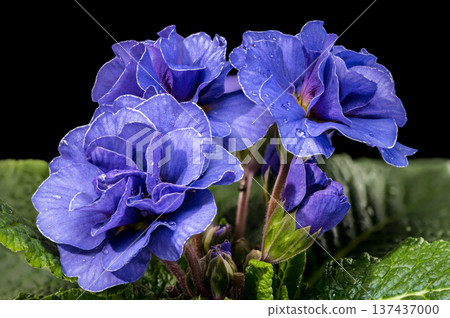 Close up Blue Primrose Flowers with Water Drops on Black Background Close up Blue Primrose Flowers with Water Drops on Black Background 137437000